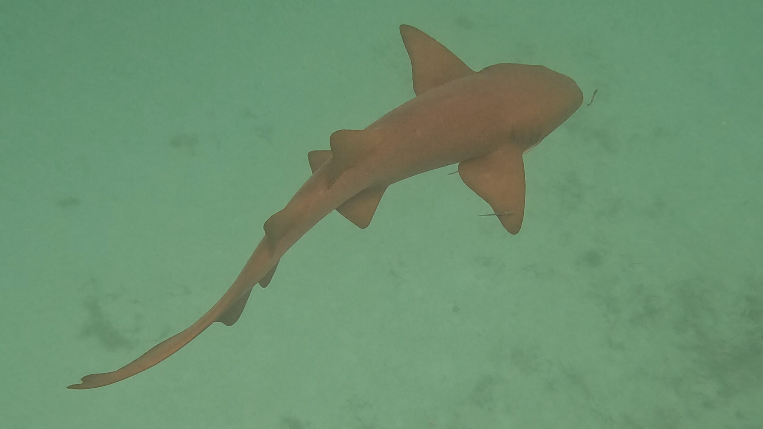 Snorkeling in vibrant coral reefs of San Blas