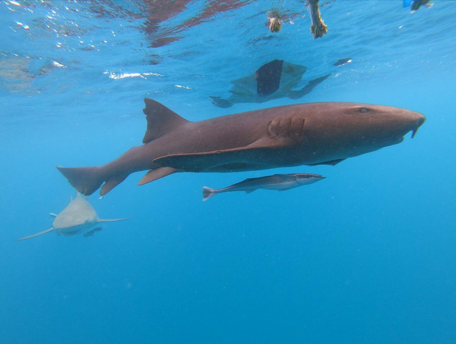 Local fishermen near sailboat with nurse shark approaching