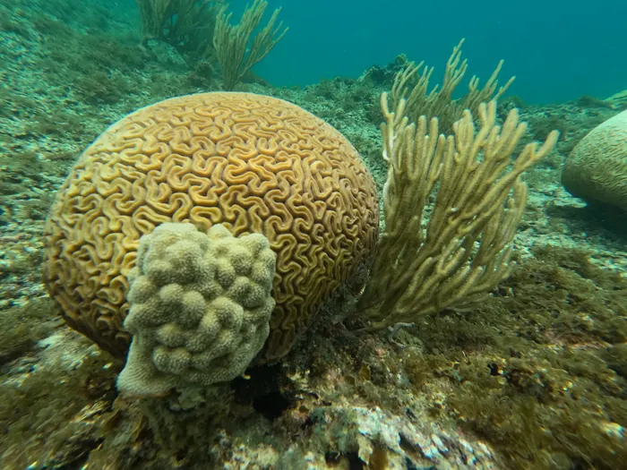 Brain coral on the reef