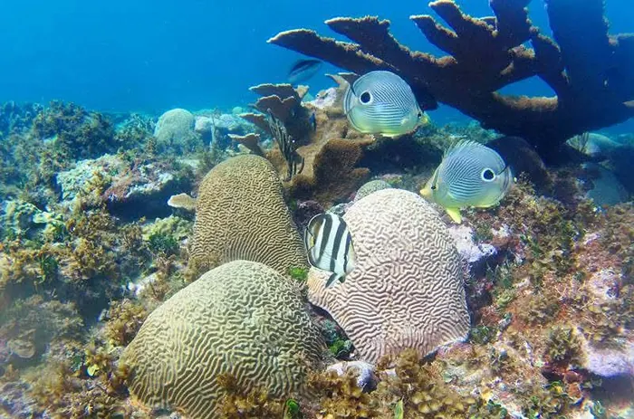 Coral reef with tropical fish