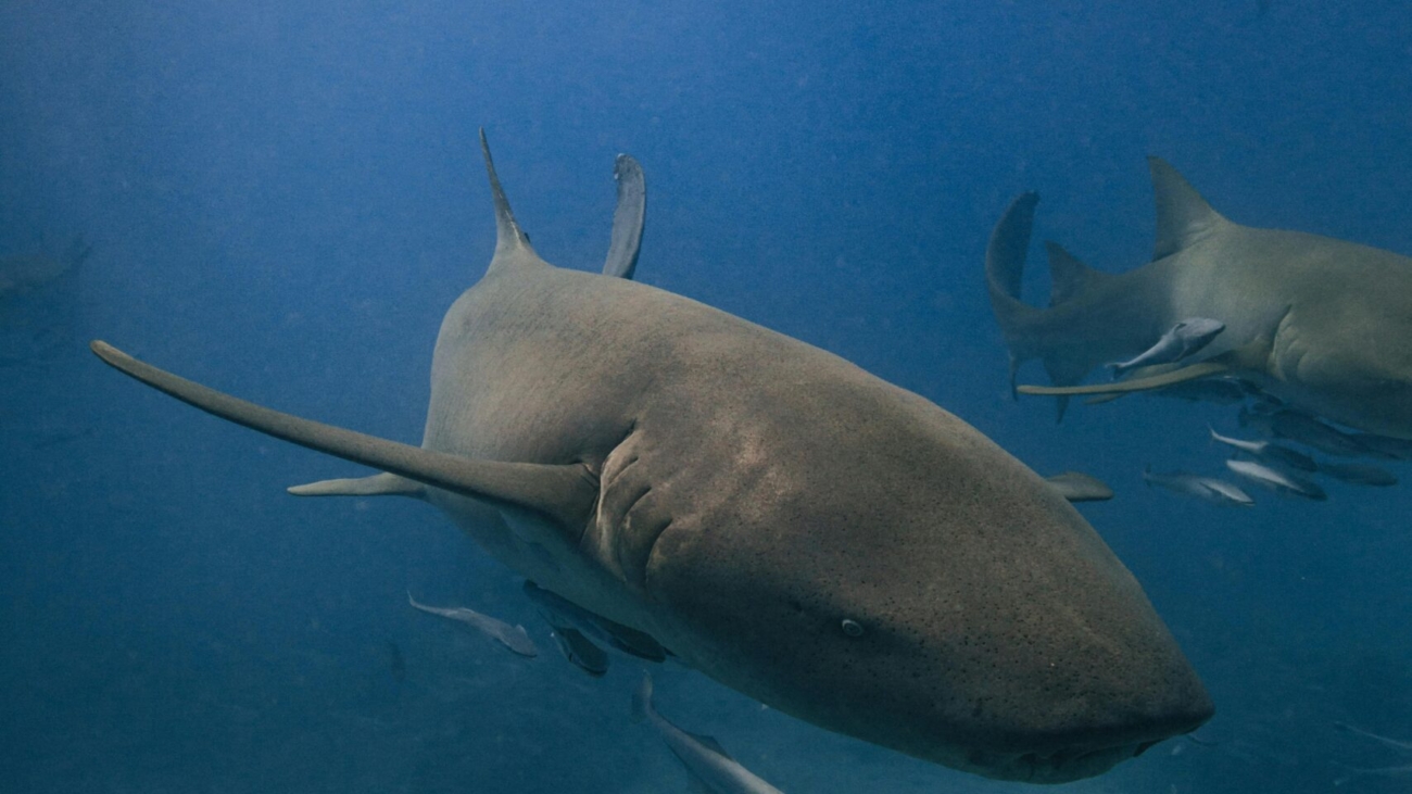 pexels-maahidphotos-19896435