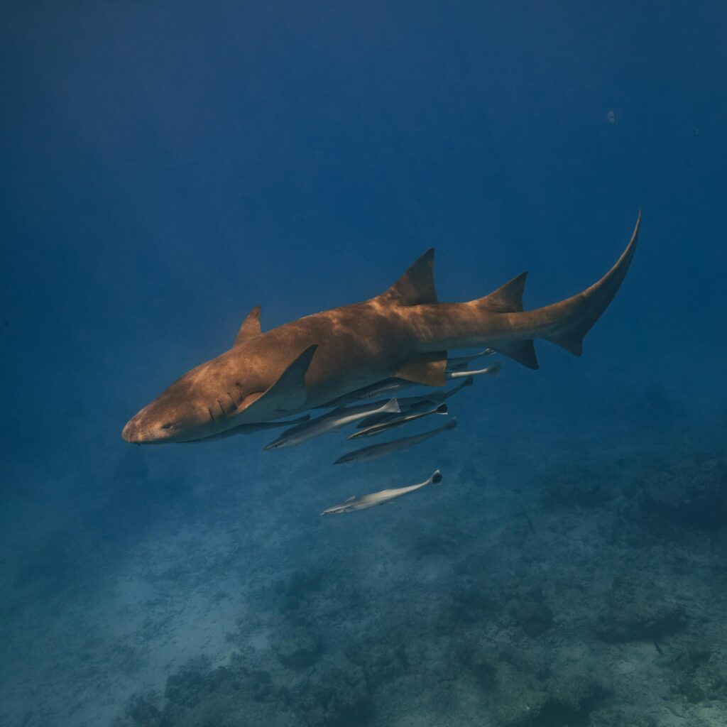 What Makes Nurse Sharks Special?