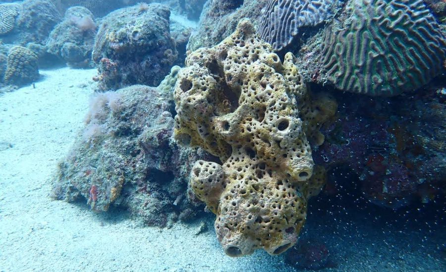 FB_IMG_1619298688183