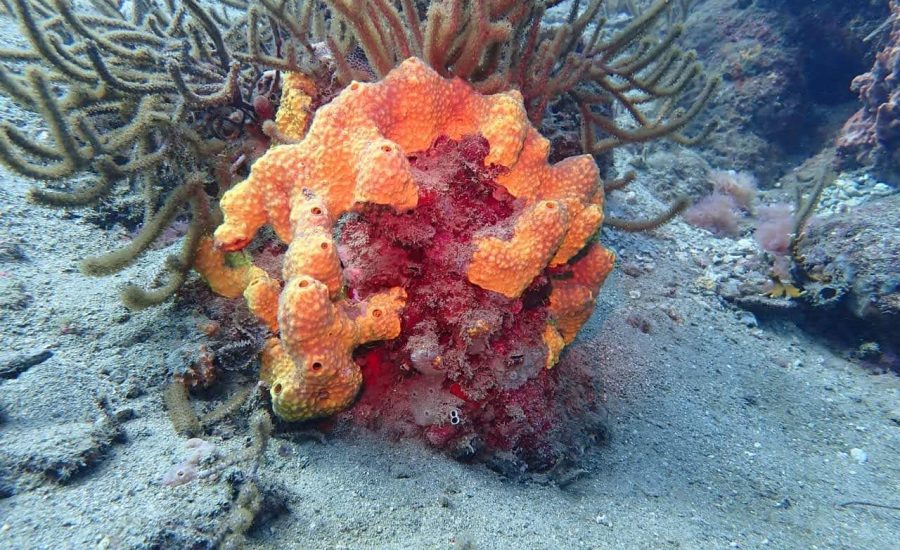 FB_IMG_1619298694756