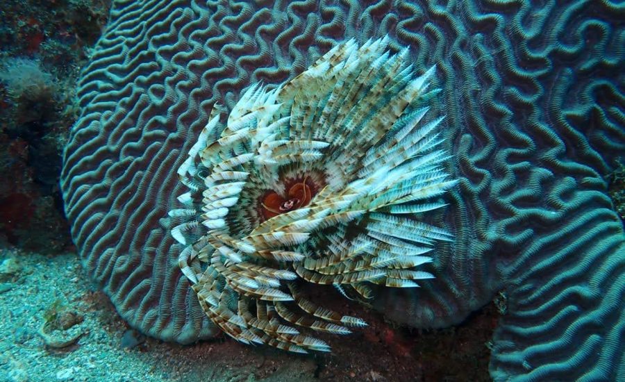 FB_IMG_1619298700470