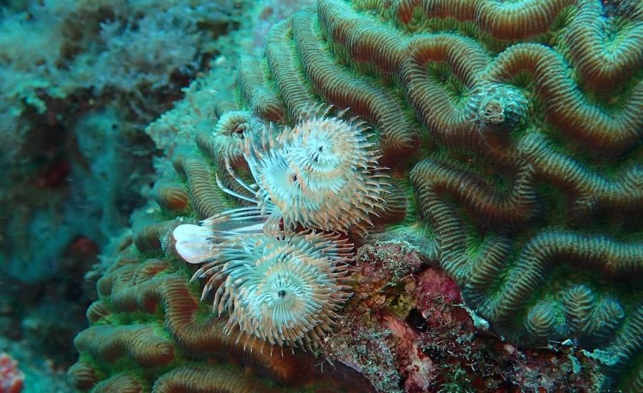 FB_IMG_1619298707504