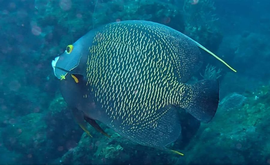 FB_IMG_1619298711272