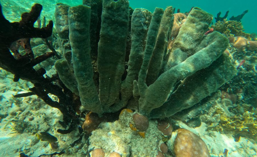 WhatsApp Image 2024-12-01 at 04.21.21