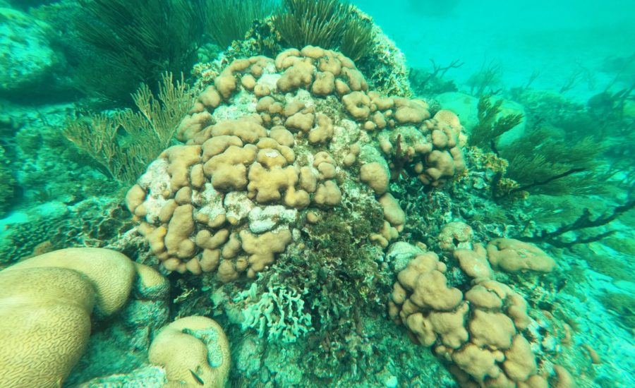 WhatsApp Image 2024-12-01 at 04.24.18 (2)