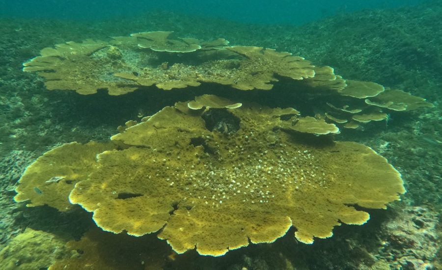 WhatsApp Image 2024-12-01 at 04.24.19